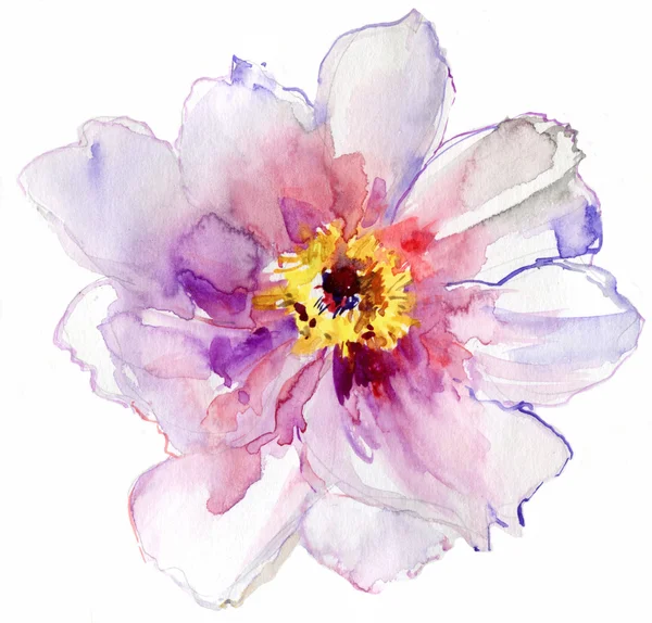 Luxueuse fleur de pivoine blanche peinte dans des couleurs pastel. peinture — Photo