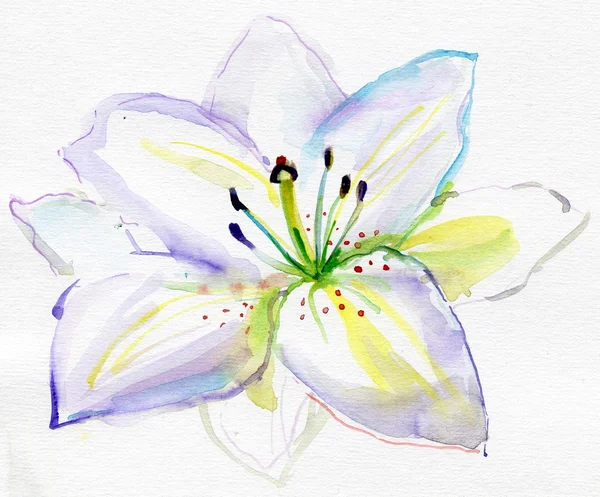 Witte aquarel bloem — Stockfoto