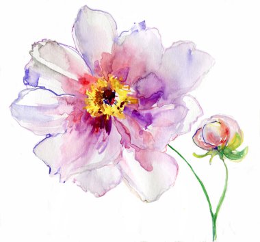 lüks beyaz Şakayık çiçeği, pastel renklerle boyanmış. Boyama