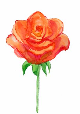 büyük kırmızı gül. suluboya