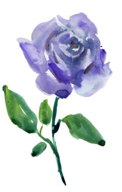 Beyaz bir arka plan üzerinde izole Mavi gül. suluboya