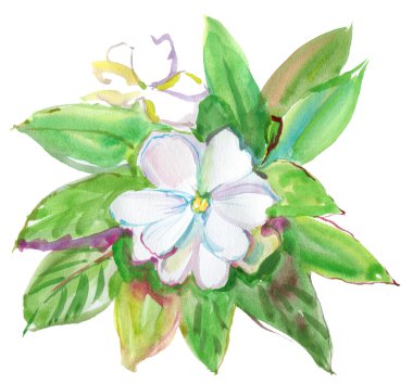 beyaz çiçekler. suluboya