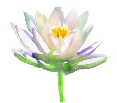 Lotus çiçeği. izole suluboya arka plan