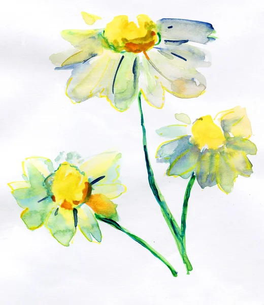 Witte bloemen. Aquarel — Stockfoto