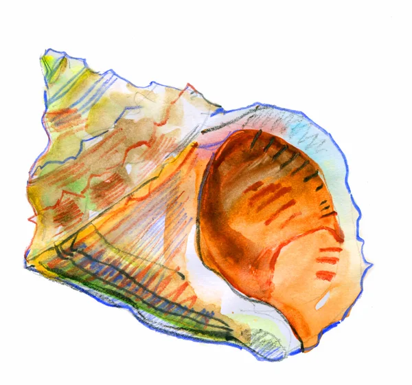 Seashell isolé sur fond blanc. aquarelle — Photo