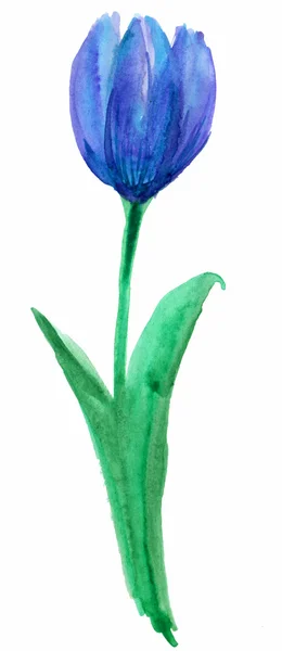 Tulpen bloemen, aquarel illustratie — Stockfoto