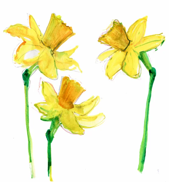 Narcissus bloem — Stockfoto