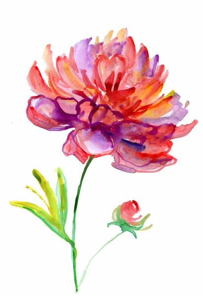 Mooie roze bloem, aquarel schilderij — Stockfoto