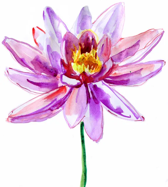 Lotus flower. watercolor — Stock Photo, Image