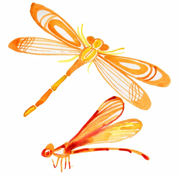 Akvarell dragonfly — Stockfoto