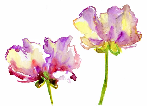 Lüks beyaz Şakayık çiçeği, pastel renklerle boyanmış. Boyama — Stok fotoğraf