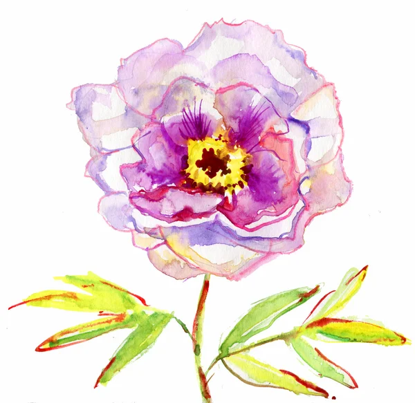 Lussuoso fiore di peonia bianca dipinto in colori pastello. pittura — Foto Stock