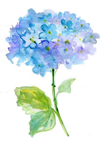 Όμορφη Ορτανσία μπλε λουλούδια, ακουαρέλα, εικονογράφηση — Φωτογραφία Αρχείου
