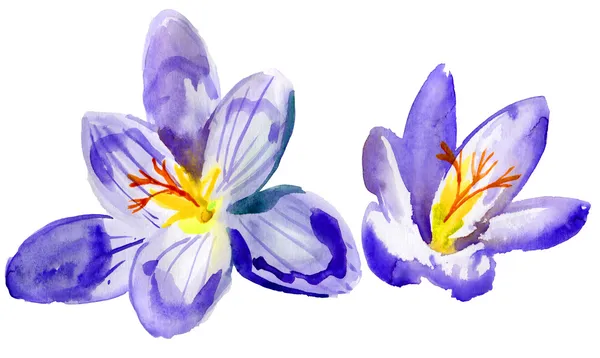Crocus flowers. watercolor — Stock Photo, Image