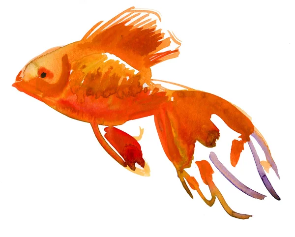 Guld fisk. isolering. akvarell — Stockfoto
