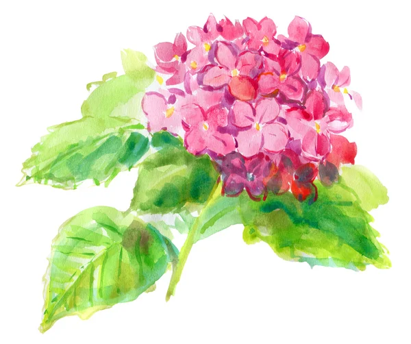 Pink hydrangea on a white background . watercolor — Stock Photo, Image