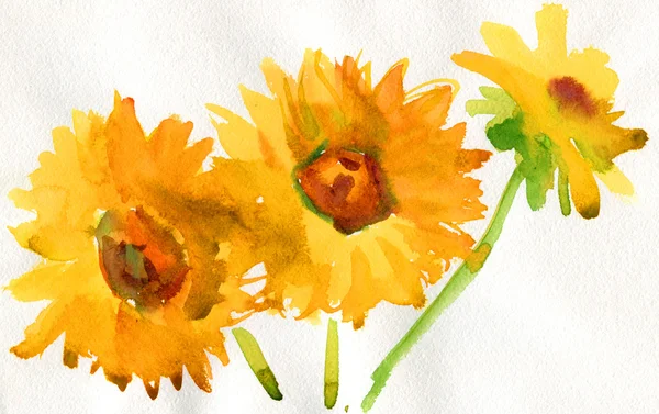 Aquarell-Sonnenblume — Stockfoto