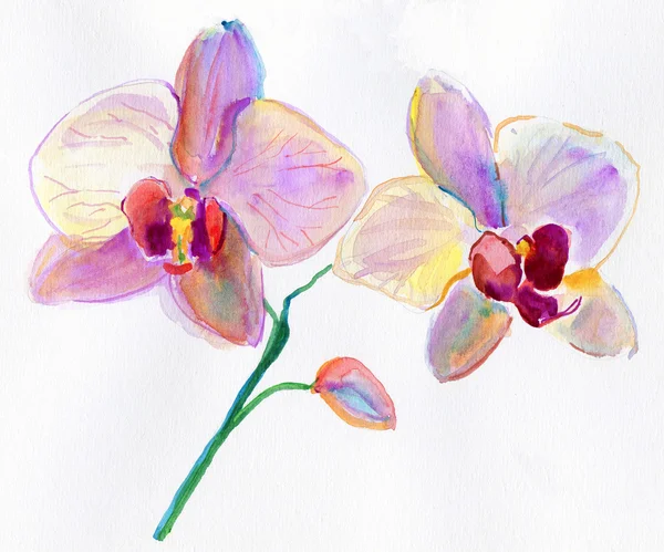 Geschilderde aquarel orchideeën — Stockfoto