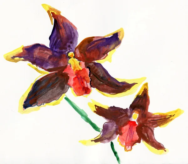 Orquídeas acuarela pintadas —  Fotos de Stock