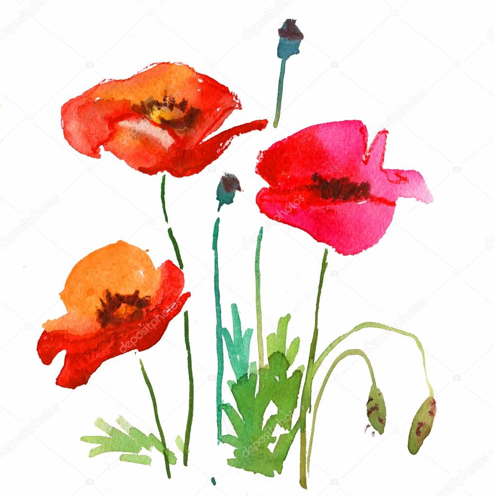 Floral watercolor illustration of poppie flowers for card design.