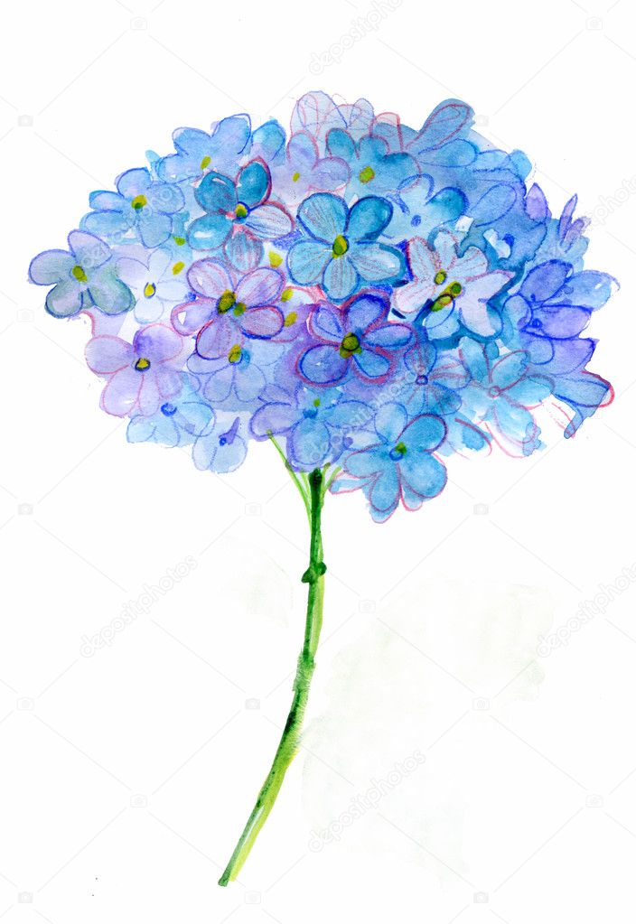 Beautiful Hydrangea blue flowers, watercolor illustration