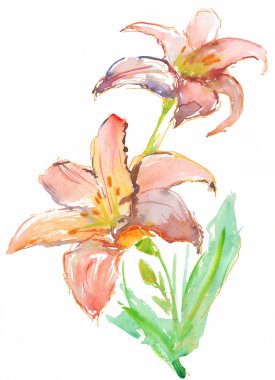 lilyum beyaz arka plan üzerinde izole. suluboya