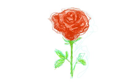 büyük kırmızı gül. suluboya