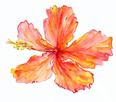 Zambak izole arka planına duvar kağıdı