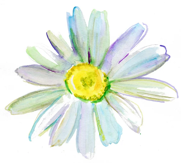 Witte Bloemen Aquarel Achtergrond Geïsoleerd — Stockfoto