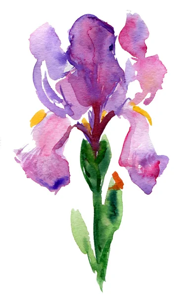 Aquarelle Iris Fond Isolé — Photo