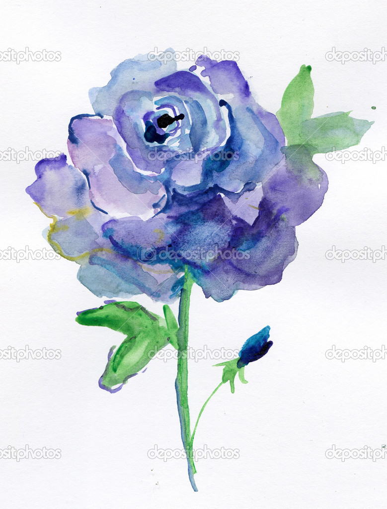 A blue rose isolated on a white background. watercolor — Stock Photo ...