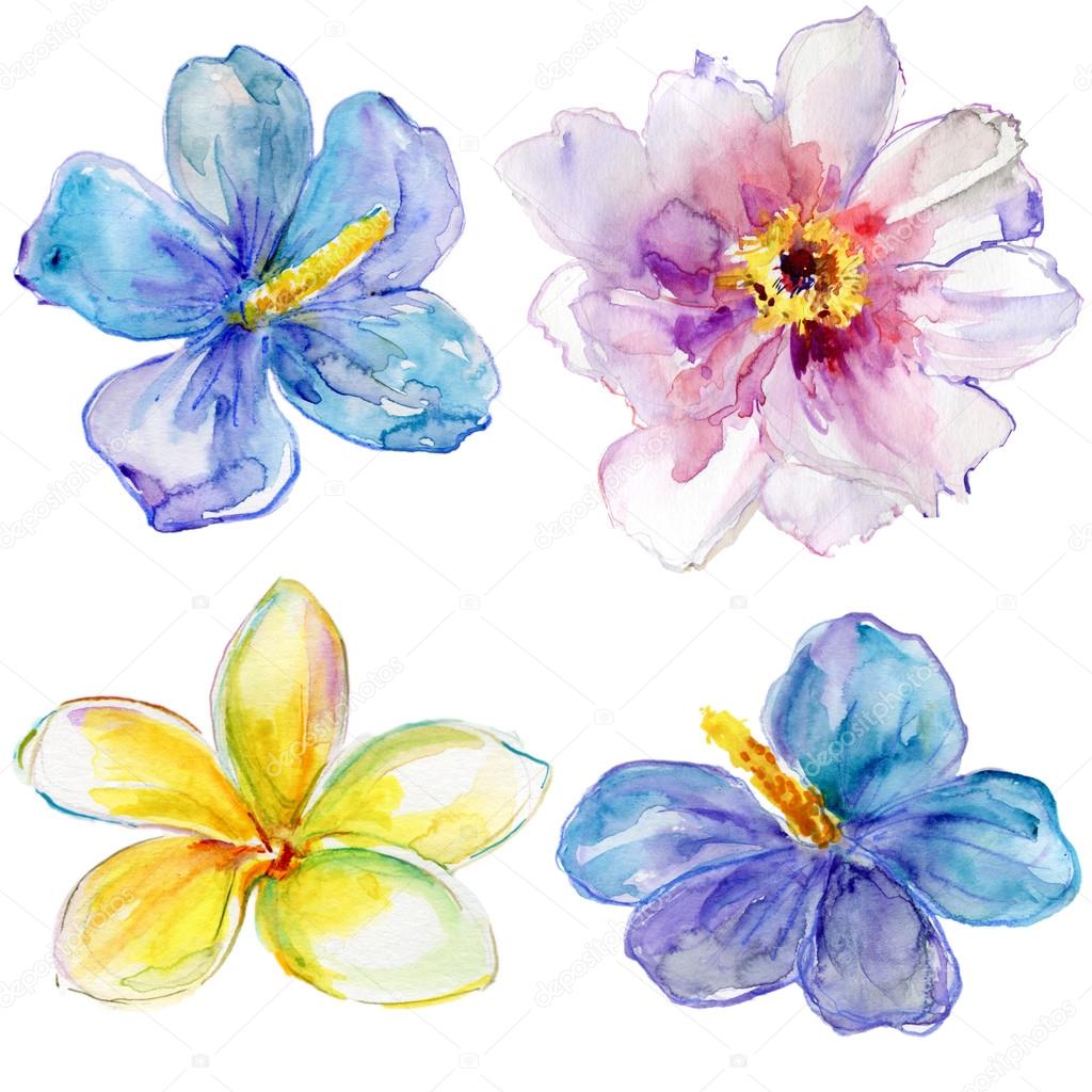 Set of watercolor blue hibiscus flower,white peony flower and yellow flower