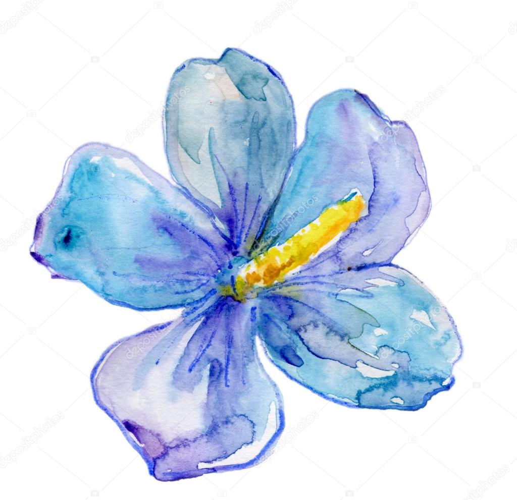 Blue Hibiscus flower