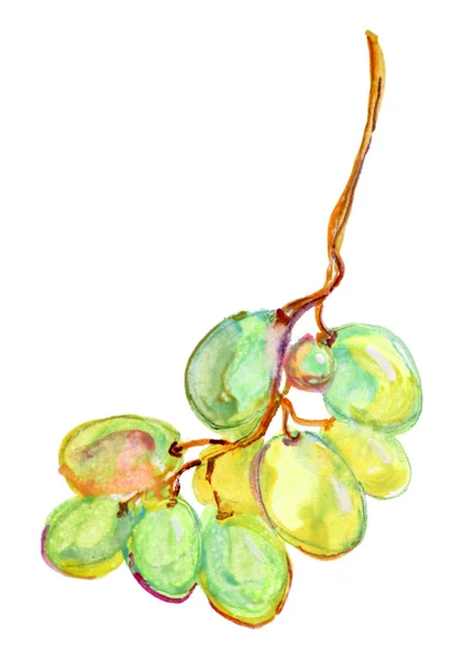 Akvarell szőlő — Stock Fotó