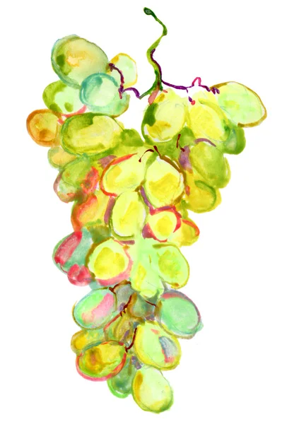 Watercolor image of bunch of green grapes — Stock Photo, Image