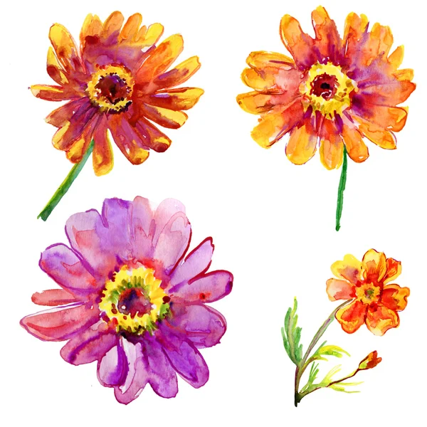 Conjunto de flores gerber acuarela —  Fotos de Stock