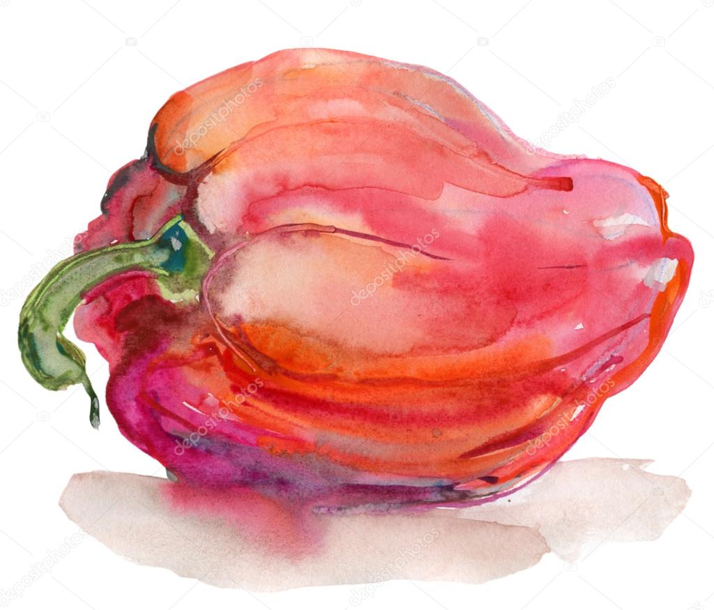 Watercolor illustration of red pepper