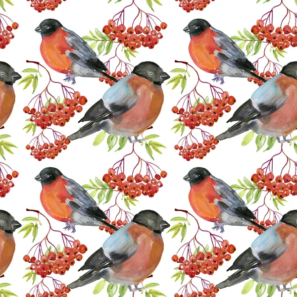 Bullfinch and rowan — Stock Photo, Image