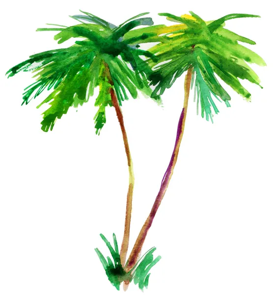 Palmera — Foto de Stock