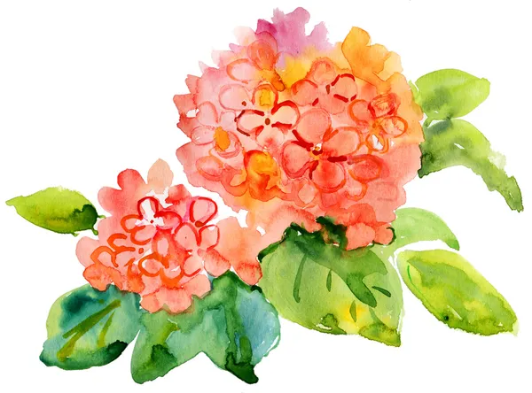 Aquarel Roze hortensia. — Stockfoto