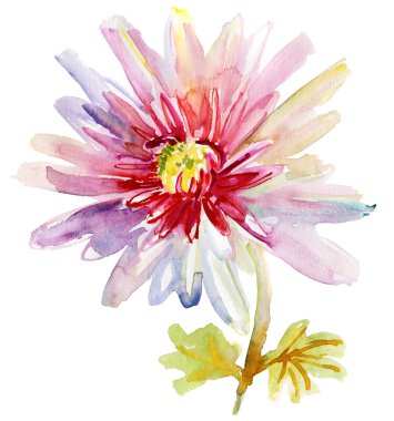 Beautiful chrysanthemum flower, Watercolor painting clipart