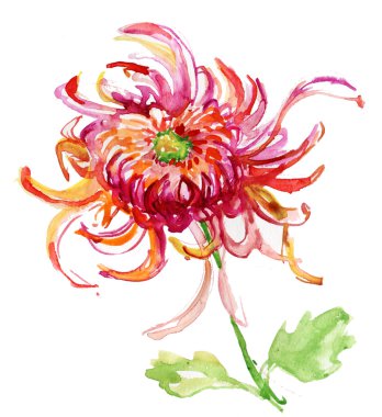 güzel Kasımpatı çiçeği ile suluboya resim.