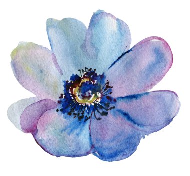 Japanese Anemone flower. Watercolor. clipart