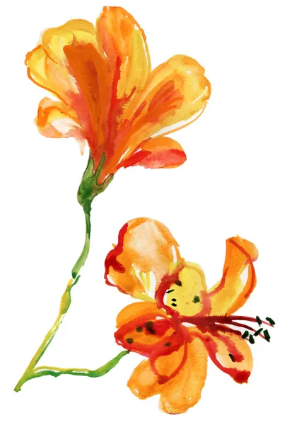 Goździk piękny kwiat, akwarela ilustracja — Zdjęcie stockowe