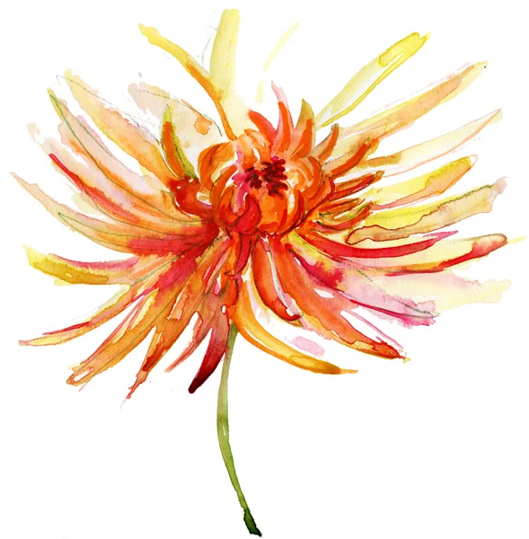 Watercolor illustration with beautiful chrysanthemum flower. — Stock Photo, Image