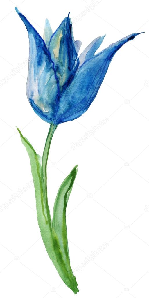 Beautiful Blue flower, Watercolor painting. Tulip
