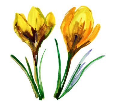 Sarı tarla çiçekleri.