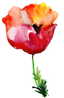 haşhaş çiçekleri