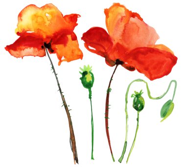 haşhaş çiçekleri, suluboya resim