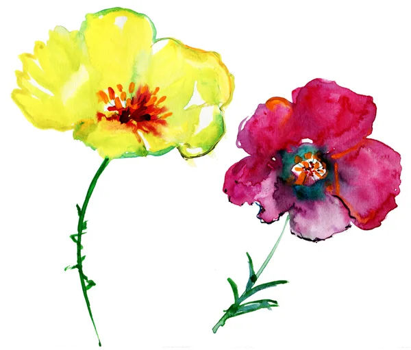 Oorspronkelijke Zomerbloemen Aquarel Illustratie — Stockfoto